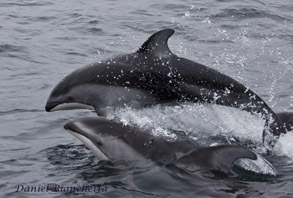 Active Pacific White-sided Dolphins, photo by Daniel Bianchetta