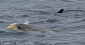 Baby Risso's Dolphin, photo by Daniel Bianchetta