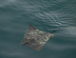 Bat Ray, photo by Daniel Bianchetta