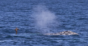 Black-footed Albatross and Gray Whale, photo by Daniel Bianchetta