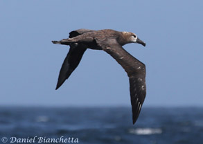 Black-footed Albatross, photo by Daniel Bianchetta