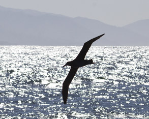 Black-footed Albatross, photo by Daniel Bianchetta