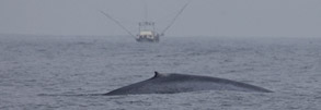 Blue Whale photo by Daniel Bianchetta