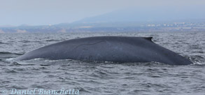 Blue Whale ID photo, photo by Daniel Bianchetta