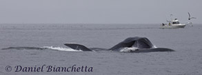 Blue Whale Lunge Feeding, photo by Daniel Bianchetta