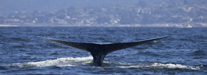 Blue Whale tail, photo by Daniel Bianchetta