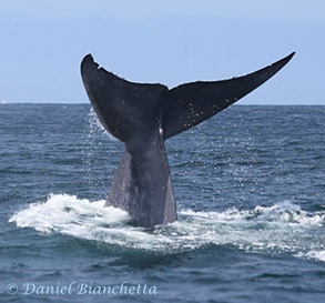 Blue Whale tail, photo by Daniel Bianchetta