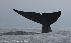 Blue Whale tail, photo by Daniel Bianchetta