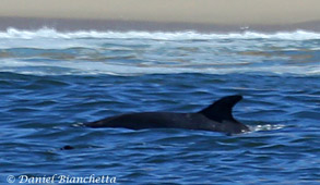 Bottlenose Dolphin close to shore, photo by Daniel Bianchetta