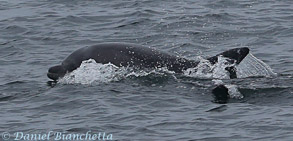 Bottlenose Dolphin, photo by Daniel Bianchetta