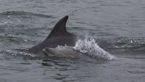 Bottlenose Dolphins, photo by Daniel Bianchetta