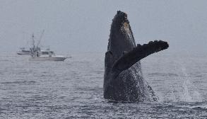 Breaching Humpback Whale, photo by Daniel Bianchetta