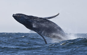 Breaching Humpback Whale, photo by Daniel Bianchetta