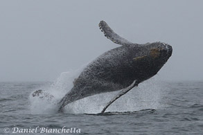 Breaching Humpback Whale, photo by Daniel Bianchetta