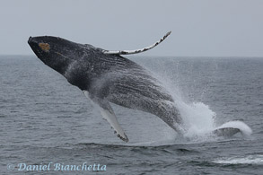 Breaching Humpback Whale, photo by Daniel Bianchetta