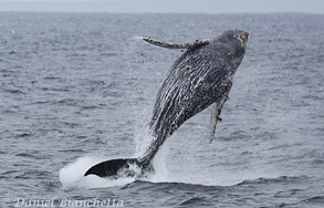 Breaching Humpback Whale, photo by Daniel Bianchetta