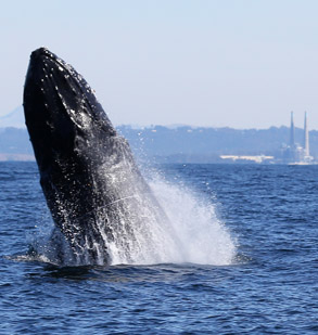 Breaching Humpback Whale with entanglement scar, photo by Daniel Bianchetta