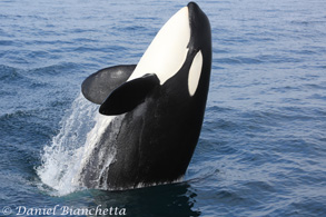 Breaching Killer Whale, photo by Daniel Bianchetta