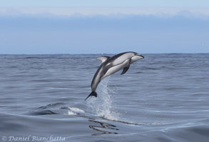 Breaching Pacific White-sided Dolphin, photo by Daniel Bianchetta