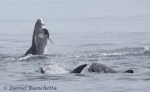 Breaching Risso's Dolphins, photo by Daniel Bianchetta