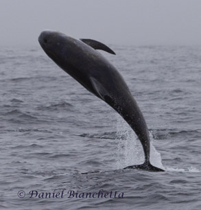 Breaching Risso's Dolphin, photo by Daniel Bianchetta