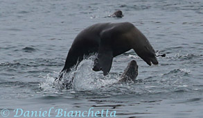 California Sea Lion, photo by Daniel Bianchetta