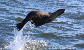 Exuberant California Sea Lion, photo by Daniel Bianchetta