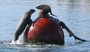 California Sea Lions, photo by Daniel Bianchetta