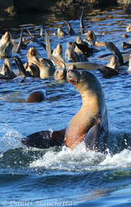 California Sea Lions, photo by Daniel Bianchetta