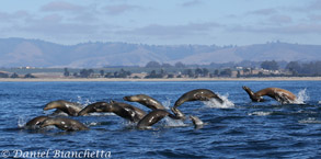 California Sea Lions, photo by Daniel Bianchetta