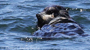 California Sea Otter eating clams, photo by Daniel Bianchetta