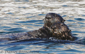 California Sea Otters, photo by Daniel Bianchetta