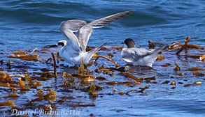 Caspian Terns, photo by Daniel Bianchetta