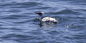 Common Murre (leucistic), photo by Daniel Bianchetta