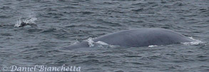 Dall's Porpoise and Blue Whale, photo by Daniel Bianchetta