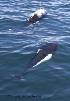 Dall's Porpoise, photo by Daniel Bianchetta