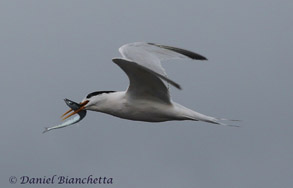 Elegant Tern, photo by Daniel Bianchetta