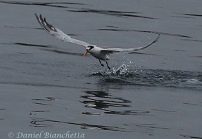 Elegant Tern, photo by Daniel Bianchetta