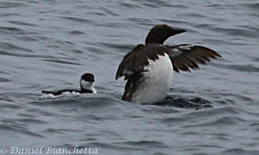 Father and chick Murres, photo by Daniel Bianchetta