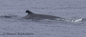 Fin Whale, photo by Daniel Bianchetta