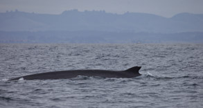 Fin Whale, photo by Daniel Bianchetta