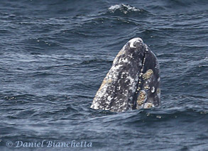 Gray Whale, photo by Daniel Bianchetta