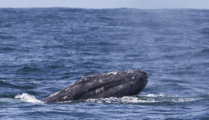 Gray Whale, photo by Daniel Bianchetta