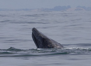 Gray Whale, photo by Daniel Bianchetta