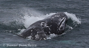 Side view of Gray Whale, photo by Daniel Bianchetta