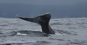 Gray Whale tail, photo by Daniel Bianchetta