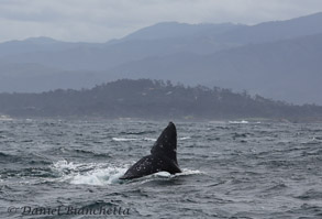 Gray Whale Tail, photo by Daniel Bianchetta