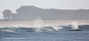 Gray Whales in the surf, photo by Daniel Bianchetta