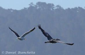 Great Blue Heron chased by gull, photo by Daniel Bianchetta