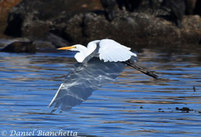 Great Egret, photo by Daniel Bianchetta